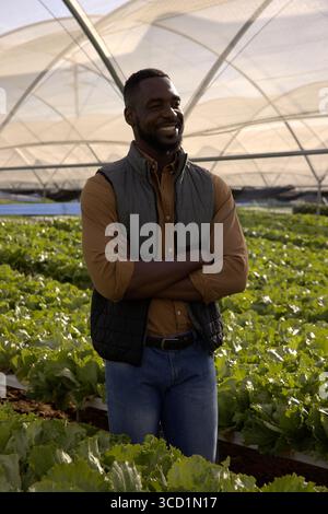 Homme afro-américain adulte moyen arpentant les rangées de laitue dans la serre sous des arches de tissu d'ombre Banque D'Images