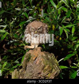 DATE D'ENREGISTREMENT NON INDIQUÉE hier bin ich der Chef... Steinkauz * Athene noctua *, Eule ballt den Fang zur Faust und haut auf den Tisch , lustiges, aussagekräftiges Bild, Situationskomik, heimische Natur *** Little Owl / Minervas Owl Athene noctua perché au sommet d'un saule, semble en colère, pose le pied, drôle animal, faune, Europe. Rhénanie-du-Nord-Westphalie, Rhénanie-du-Nord-Deutschland, Westeuropa Banque D'Images