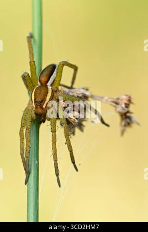 Araignée radeau ( Dolomedes fimbriatus ) se reposant, chassant sur une tige de ruée, fond propre, plan détaillé limpide, faune, Europe. Banque D'Images