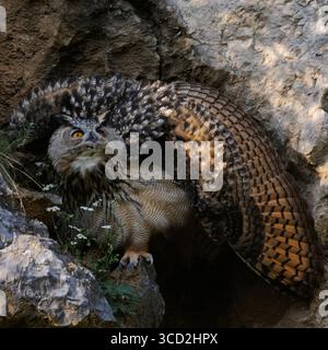Eurasian Eagle-Owl ( Bubo bubo ), frôlant ses plumes pour paraître plus gros, en posture menaçante, faune, Europe. Banque D'Images