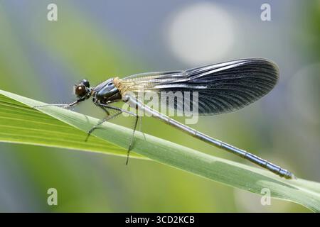 Mâle d'une petite libellule brillante demoiselle baguée (Calopteryx splendens) sur l'herbe sur la rive de la rivière, Biélorussie Banque D'Images