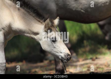 Le Konik (polonais : konik polski ou konik biłgorajski) ou cheval primitif polonais est un petit cheval semi-sauvage originaire de Pologne Banque D'Images