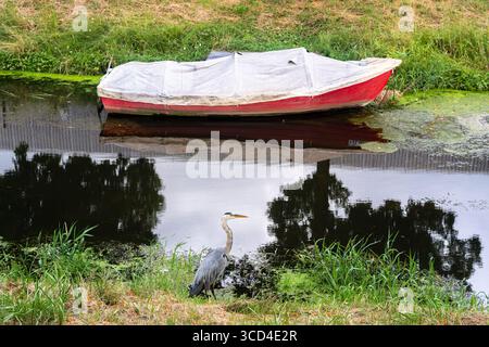 Un paysage serein avec un héron debout près d'un plan d'eau calme, avec un bateau rouge recouvert d'une bâche en arrière-plan. Les reflets des arbres sont visi Banque D'Images