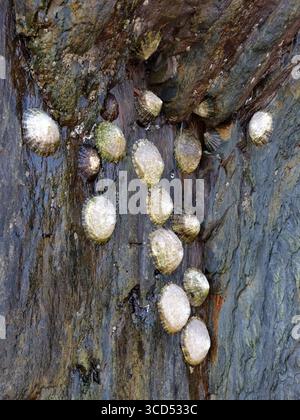 Un groupe de limpets sont regroupés sur une face rocheuse sombre et humide. Les bernacles adhèrent étroitement à la roche à marée basse. Banque D'Images