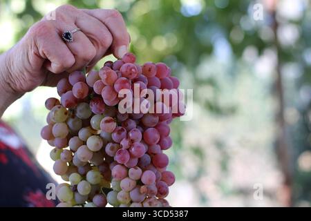 Gros plan de la main tenant des raisins rouges mûrs, frais du vignoble, fond vert flou, récolte et concept d'agriculture biologique. Banque D'Images