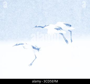 Une paire de grues à couronne rouge atterrissant sur la neige , hokkaido , japon Banque D'Images
