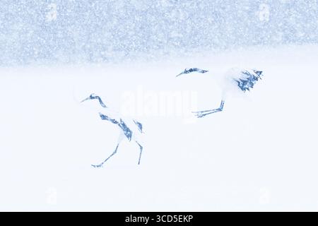 Une paire de grues à couronne rouge atterrissant sur la neige , hokkaido , japon Banque D'Images