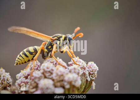 Haus-Feldwespe polistes dominula . Haus-Feldwespe polistes dominula . 20250803MIC0067 *** guêpe des champs de maison polistes dominula guêpe des champs de maison polistes dominula 20250803MIC0067 Banque D'Images