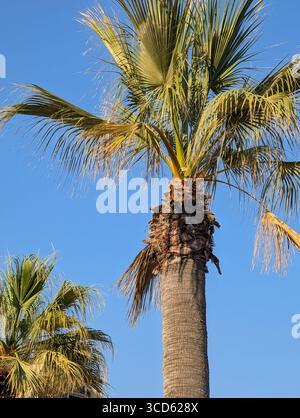 Un palmier haut et majestueux avec un tronc fibreux et des frondes vertes s'étend vers un ciel bleu clair et vibrant. Banque D'Images