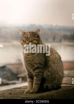 Chat Tabby assis sur un rebord en pierre avec les yeux fermés, profitant d'un moment paisible à l'extérieur Banque D'Images