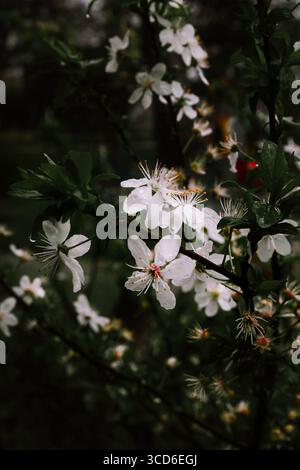 Gros plan de délicates fleurs de cerisier blanc avec des gouttes de pluie sur des pétales, capturé sur un fond sombre et sombre. Banque D'Images