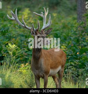 Cerf rouge ( Cervus elaphus ), mâle, cerf, avec velours sur bois, se dresse sur une petite clairière dans une forêt mixte, regardant, belle lumière du soir, la faune Banque D'Images