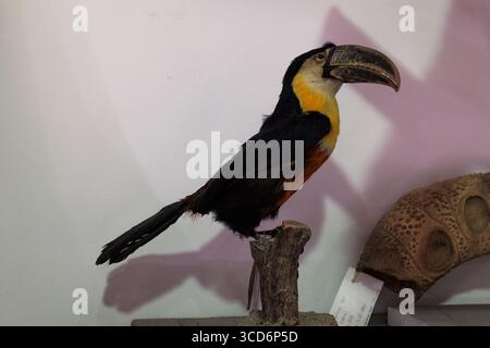 Ramphastos toco. Toucan farci sur perche, Musée civique d'histoire naturelle de Trieste Banque D'Images