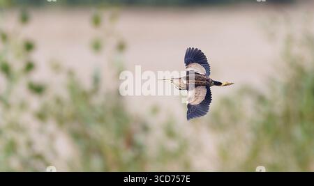 Ixobrychus minutus survole les roseaux et cherche de la nourriture, la meilleure photo. Banque D'Images