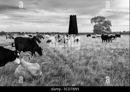 Les bovins en liberté paissent sur de hautes herbes sous le ciel avec des nuages et un moulin à vent désaffecté à l'horizon flanqué d'arbres. Westwood, Beverley, Yorkshire, Royaume-Uni Banque D'Images