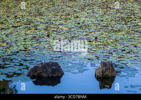 Nénuphars dans l'étang Ryoanji Kyoyochi sur le terrain du temple bouddhiste Ryōan-ji, Ryoanji Goryonoshitacho, quartier Ukyo, Kyoto, Kansai, Honshu, Japon Banque D'Images