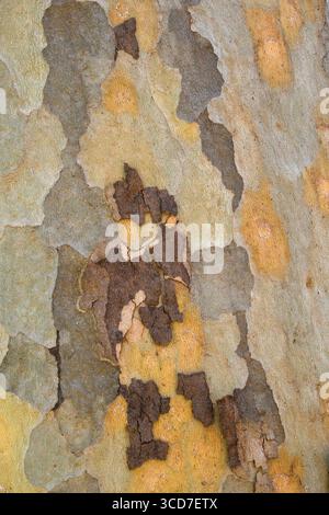Arizona Sycamore tree écorce ; Sedona, Arizona Banque D'Images