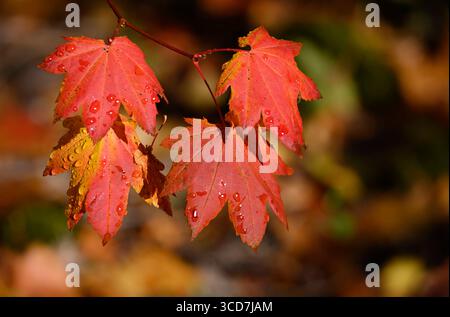 Feuilles d'érable de vigne en automne, forêt nationale de Willamette, montagnes Cascade, Oregon. Oregon USA Copyright : xGregxVaughnx/xVWPicsx GV23100086FS Banque D'Images
