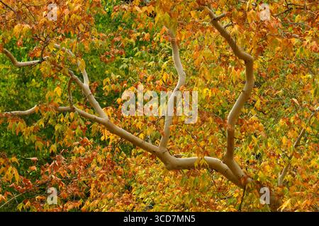 Arizona Sycamore arbre en couleur d'automne Chiricahua Mountains, Coronado National Forest, Arizona. Copyright : xGregxVaughnx/xVWPicsx GV21111111 Banque D'Images