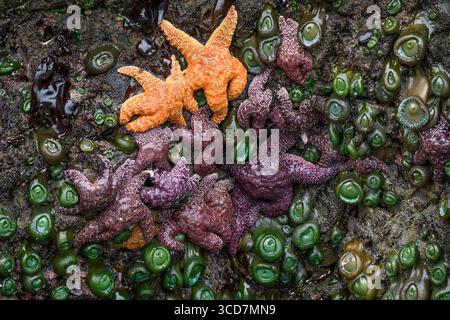 Étoiles de mer et anémones révélées à marée basse sur les rochers de la région de Myers Creek dans le parc d'État de Pistol River, côte sud de l'Oregon. Oregon USA Copyright : Banque D'Images