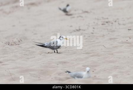 Lesser Crested Tern sur une plage à Busselton, Australie occidentale, Australie Banque D'Images