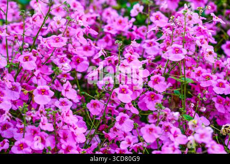 Un gros plan vibrant d'un amas dense de fleurs de Diascia rose vif en pleine floraison, capturant la nature colorée et la beauté délicate Banque D'Images
