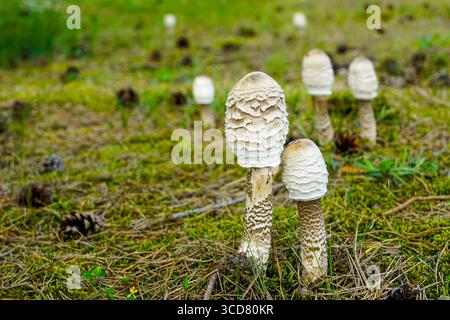Groupe de champignons à bouchon d'encre shaggy, Coprinus comatus, poussant sur un sol de forêt de pins moussues entouré d'aiguilles et de cônes, Lettonie, Europe Banque D'Images