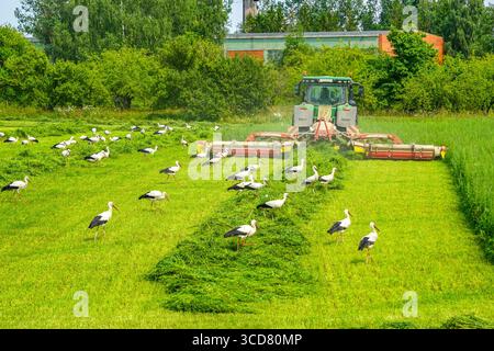 Des dizaines de cigognes blanches traversent un champ vert fraîchement tondu, en suivant un tracteur pendant la coupe du foin en été Banque D'Images