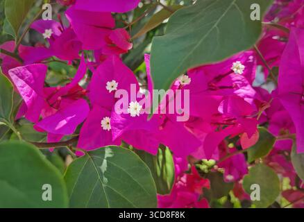 Gros plan fleurs de bougainvilliers magenta vibrantes avec de petits centres blancs, entourés de feuilles vertes luxuriantes. La lumière du soleil met en valeur leur couleur intense, Banque D'Images