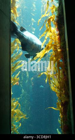 Un grand poisson nage gracieusement à travers une exposition de forêt de varech dans un aquarium, éclairé par la lumière naturelle du soleil filtrant à travers l'eau. Banque D'Images