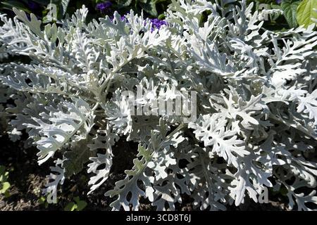 Macro photographie rapprochée des feuilles d'une Jacobaea maritima, armoise argentée ou meunier poussiéreux, plante vivace de la famille des Asteraceae Banque D'Images