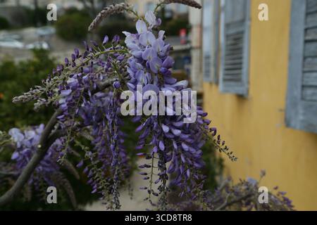 Une vigne de wisteria en pleine floraison Banque D'Images