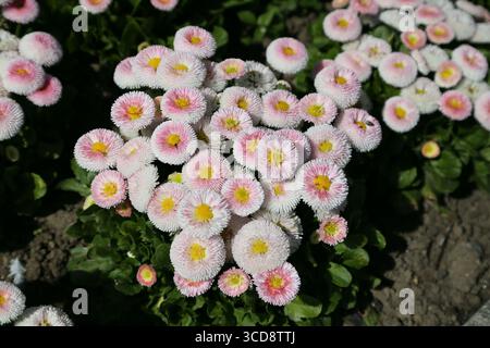 Danses anglaises (Bellis Perennis) Banque D'Images