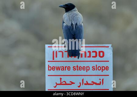 Corbeau à capuche perché sur un panneau d'avertissement en Israël, plumage gris et noir net sur fond doux, forte image éditoriale de la faune pour une utilisation de voyage. Banque D'Images