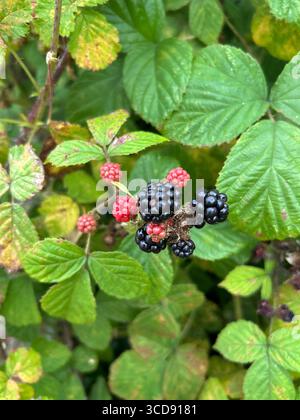 Fruit de mûre de feuille d'orme, montrant des grappes de baies rouges non mûres brillantes noires mûres parmi les feuilles vertes dentelées. Banque D'Images