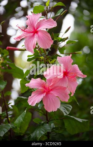 Plante de noir de fer, Hibiscus rosa-sinensis, hibiscus chinois, rose de Chine, mauve rose, hibiscus tropical, plante à fleurs de la tribu Hibisceae Banque D'Images