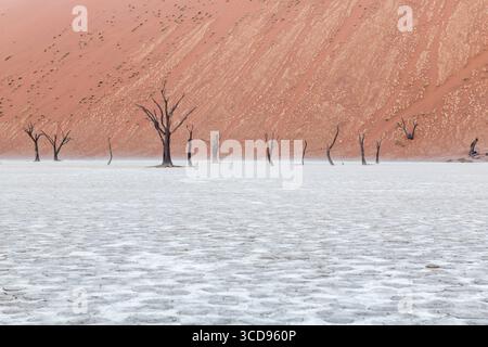 Les arbres séchés de Deadvlei devant la dune rouge Banque D'Images