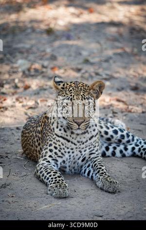 Portrait de léopard dans le parc national de South Luangwa, Zambie Banque D'Images