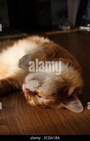 Gros plan d'un chat domestique orange et blanc dormant sur un plancher en bois dans la lumière naturelle chaude du soleil. Banque D'Images