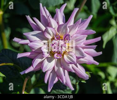 Une grande fleur de dahlia rose éclatante s'ouvre gracieusement dans un jardin lumineux. Les pétales complexes présentent des nuances de rose et de blanc, créant un stunnin Banque D'Images