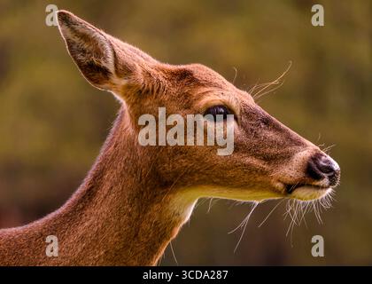 Un cerf à queue blanche se tient gracieusement dans la nature, mettant en valeur ses détails faciaux complexes. Un éclairage doux améliore son comportement calme, reflétant le t Banque D'Images