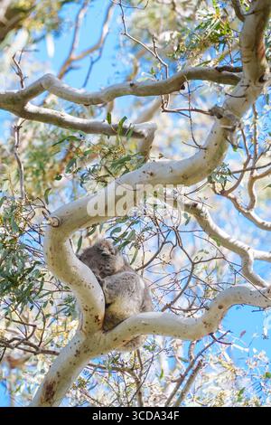 Un ours koala regarde dans la caméra alors qu'il est assis dans un gommier à Duck Lagoon sur Kangaroo Island en Australie méridionale Banque D'Images