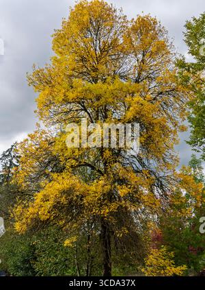 Un arbre majestueux affiche une magnifique canopée de feuilles jaune vif en automne. Le ciel nuageux sert de toile de fond tandis que la verdure environnante c Banque D'Images