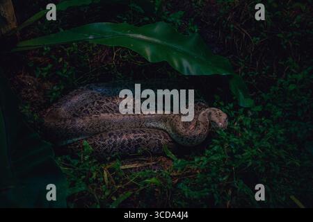 Un python réticulé (Python reticulatus) se trouve enroulé sous de larges feuilles tropicales dans son habitat zoologique malaisien, ses écailles à motifs complexes se mélangent Banque D'Images