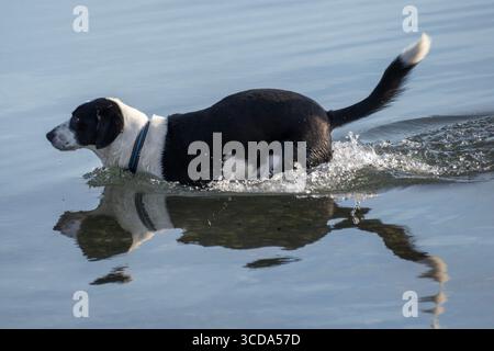 Un chien noir et blanc patère joyeusement dans l'eau peu profonde, créant des ondulations et des éclaboussures tout en profitant d'un après-midi ensoleillé au bord du lac tranquille. Banque D'Images