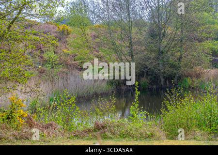 Étang printanier avec verdure luxuriante, arbres en herbe et eau réfléchissante calme à côté d'une colline herbeuse dans la campagne tranquille. Banque D'Images