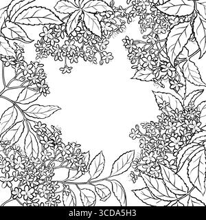 Branche de fleurs de sureau avec cadre de contour de fleurs. Illustration de Vecteur