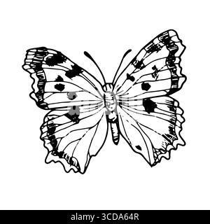 Papillon gracieux avec des ailes, croquis noir et blanc. Illustration vectorielle. Silhouette d'un insecte d'été, isolé sur un fond blanc. Le thème o Illustration de Vecteur