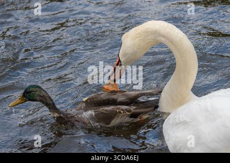 Un cygne gracieux s'engage avec un canard dans un lac calme, entouré de douces ondulations. La lumière du soleil brille sur l'eau, créant une atmosphère tranquille à na Banque D'Images