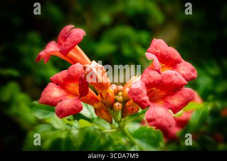 Terific Campsis x Tagliabuana 'Madame Galen'. Naturel gros plan portrait de plante fleurie fleuri avec un peu de feuillage. soulagés, intrigants, absorbants, audacieux Banque D'Images